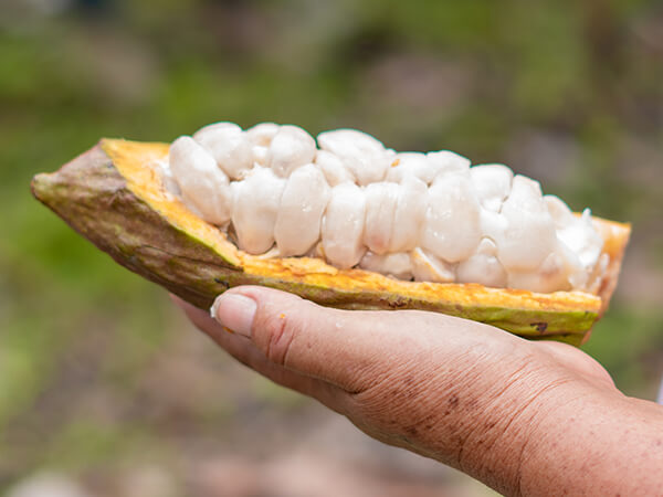 vaina de cacao