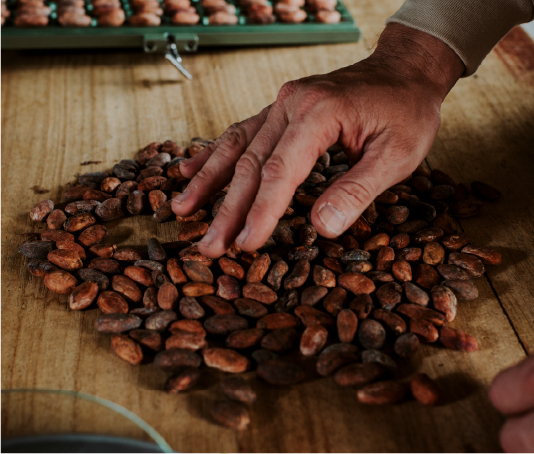 cacao beans