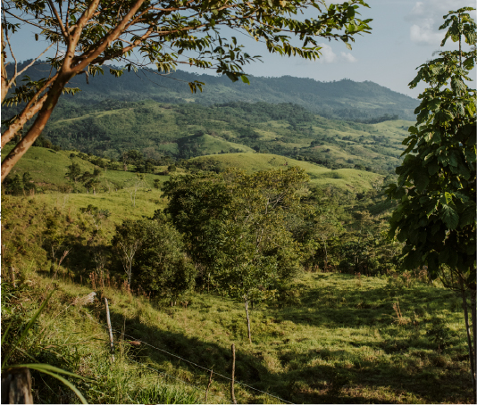 single-origin cacao surcing