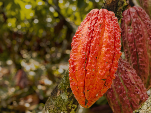 regenerative agriculture