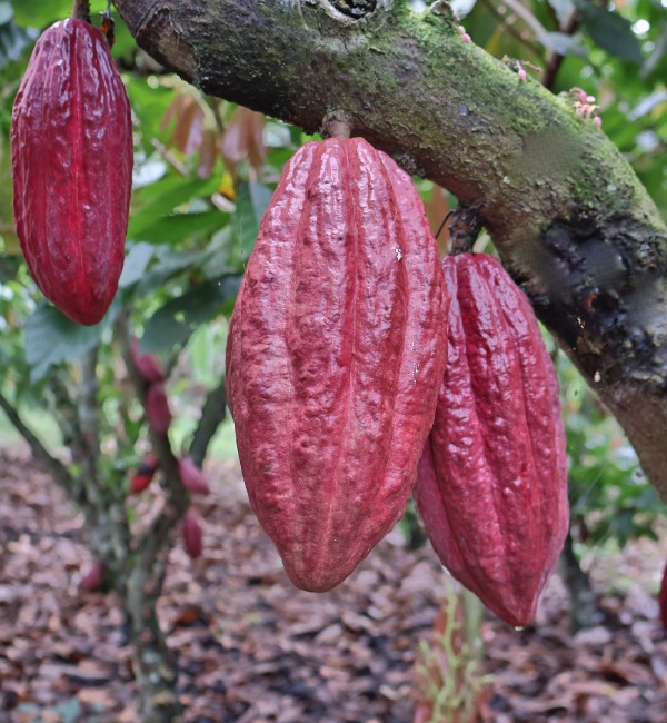 certified cocoa sourcing