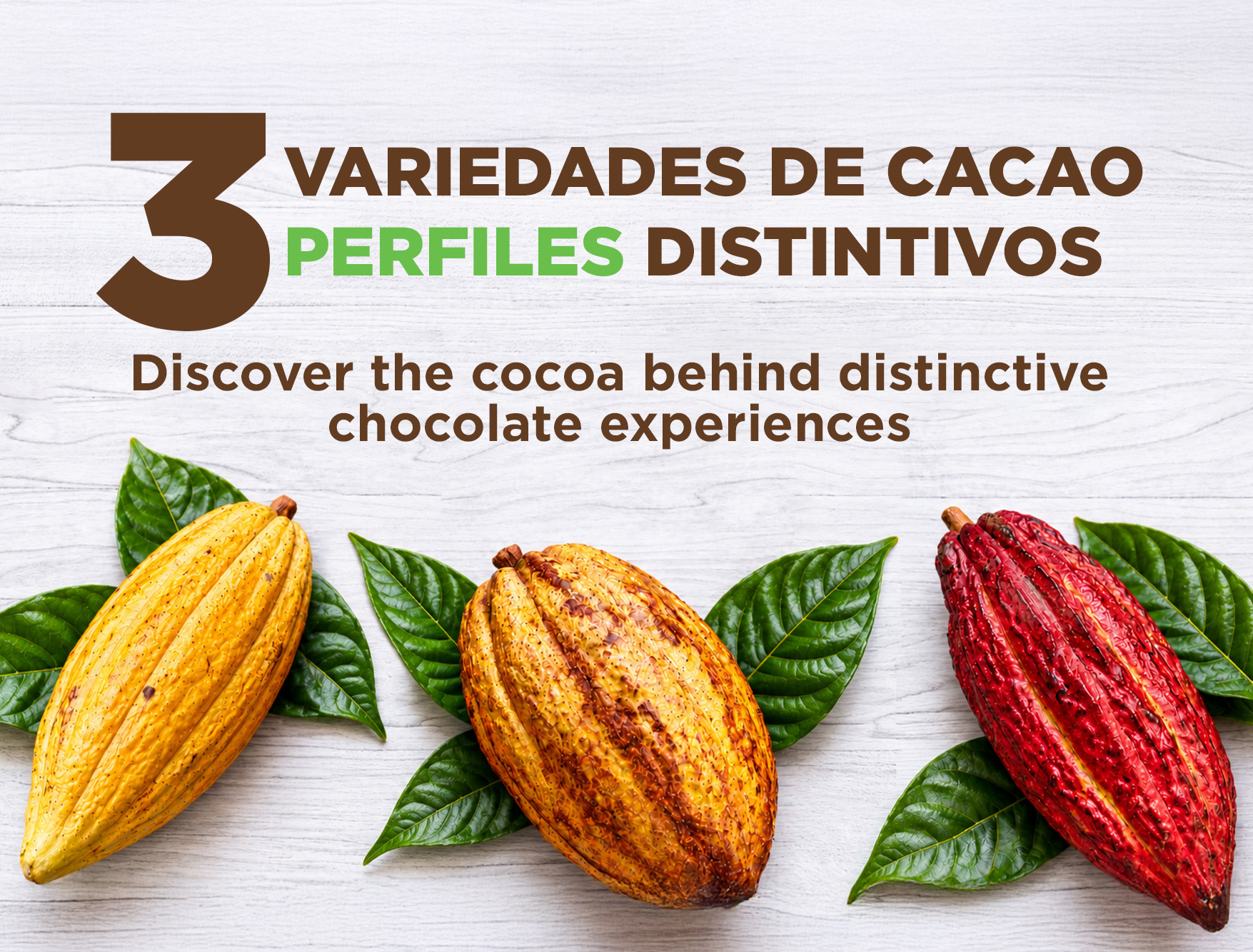 Variedades de cacao: conoce sus características y perfiles de sabor